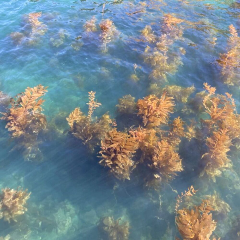 Turn on the Sunlight - Ocean Garden  CD